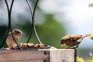 Feeders Prints: Two sparrows on a platform bird feeder in Northeast Indiana, USA