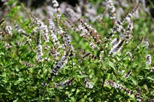 Blumen Prints: Spearmint