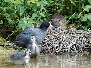 Wild Bird Prints: Species: Eurasian Coot – Fulica atra