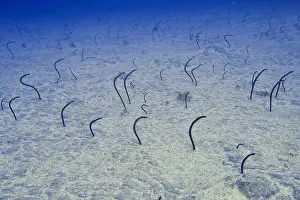Marine Animal Prints: Many specimens of Brown garden eel (Heteroconger longissimus) protrude from a sandy seabed
