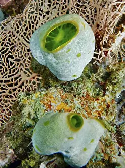 Sea Squirts Prints: Two specimens of Green Urn Sea Squirt (Didemnum molle) on a coral in a reef