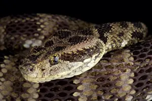 Cryptic Prints: Speckled Forest Pit Viper (Bothrops taeniatus taeniatus)