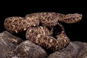 Tree Snake Prints: Speckled forest-pitviper, Bothriopsis taeniata taeniata