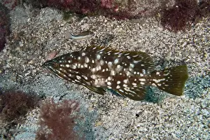 Anthozoa Prints: Speckled macaroni grouper (Mycteroperca fusca) on a seabed