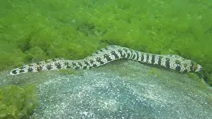 Moves Prints: A speckled moray eel, star spotted moray eel (Echidna nebulosa)