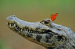 Reptiles Prints: Spectacled Caiman Caiman crocodilus adult with Julia Butterfly Dryas iulia Pantanal Brazil South America