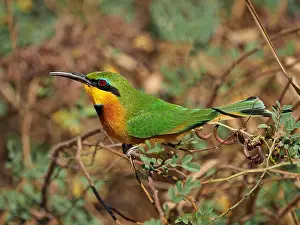 Claw Prints: spectacular colourful Little Bee-eater (Merops pusillus)