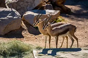 Tucson Prints: A Speke Gazelle in Tucson, Arizona