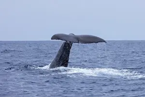 Calf Prints: Sperm Whale (Physeter macrocephalus) fluking, Pico of the Azores, Portugal