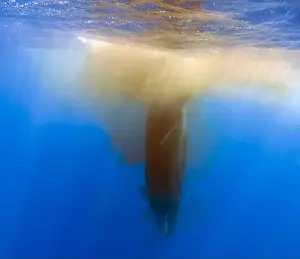Cetacean Prints: A Sperm Whale (Physeter macrocephalus) releases a fecal plume near the surface in the Caribbean Sea