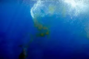 Cetacean Prints: A Sperm Whale (Physeter macrocephalus) releases a fecal plume near the surface in the Caribbean Sea