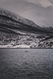 Sperm whale by the snowy Lyngen Alps coast in northern Norway in winter