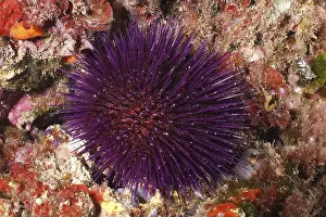 Spines Prints: Sphaerechinus granularis (Sphaerechinus granularis) among red algae on the seabed