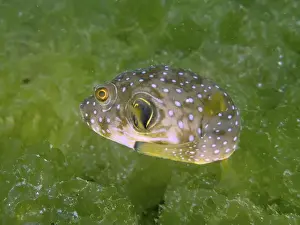 Percomorphaceae Prints: A spherical fish, white spotted pufferfish (Arothron hispidus) juvenile