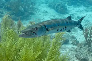 Seagrass Prints: A Sphyraena barracuda swims in the clear blue waters of Bonaire