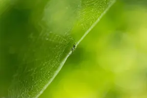 Weaving Prints: A spider balancing in its forest web