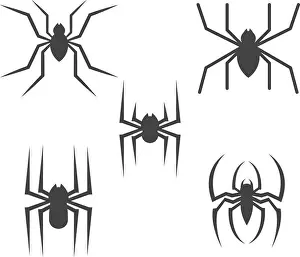 Arachnid Prints: Spider Logo design vector illustration design template