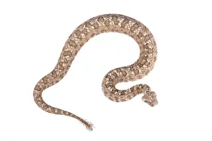 The spider-tailed horned viper (Pseudocerastes urarachnoides)