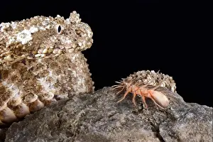 The spider-tailed horned viper (Pseudocerastes urarachnoides)