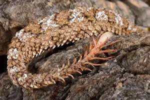 The spider-tailed horned viper (Pseudocerastes urarachnoides)