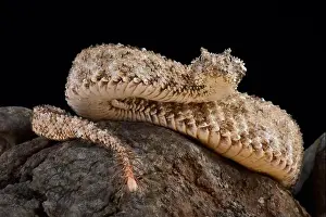 The spider-tailed horned viper (Pseudocerastes urarachnoides)