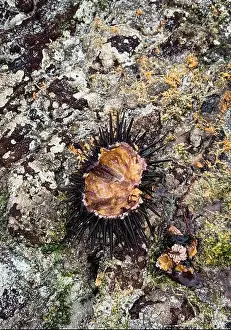 Endemic Species Prints: A spiky sea creature clings to a rocky surface in the unique coastal environment of Socotra island