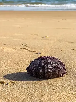 Spiky Prints: Spiky sea urchin casting a shadow on the beach near the waters edge