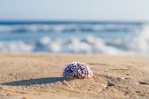 Urchin Prints: Spiky sea urchin on the warm beach under the sun
