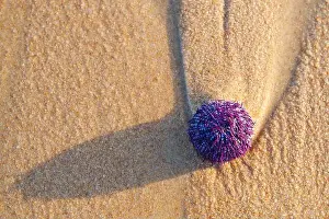 Urchin Prints: Spiky sea urchin on the warm beach under the sun