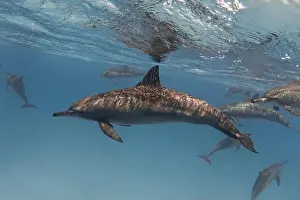 New Caledonia Prints: Spinner dolphin in the blue tropical sea underwater