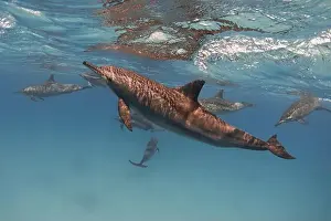 New Caledonia Prints: Spinner dolphins in the blue sea underwater