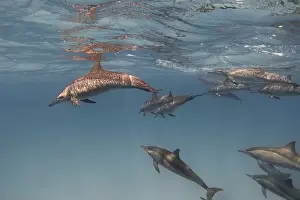 New Caledonia Prints: Spinner dolphins (Stenella longirostris) in the blue sea underwater. Red sea