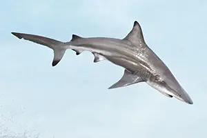 Jaws Prints: Spinner shark, Carcharhinus brevipinna, jumping