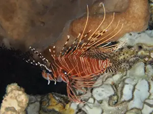 Underwater Worlds Prints: Spiny lionfish with stripes, antenna lionfish (Pterois antennata)