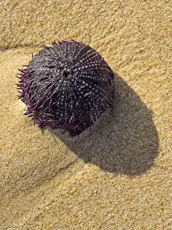 Spiky Prints: Spiny sea urchin casting a shadow on the sunlit beach