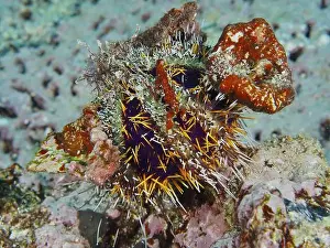 Spines Prints: Spiny sea urchin (Tripneustes gratilla) camouflaging itself with orange and colourful objects in a coral reef