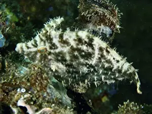 Spiky Prints: A spiny seagrass filefish (Acreichthys tomentosus) with a brown pattern in the coral reef
