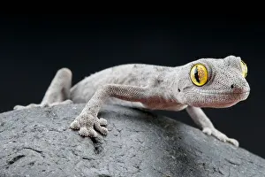 Spiny tailed gecko / Strophurus spinigerus