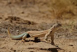 Spiny Prints: Spiny-tailed Lizard in Desert National Park