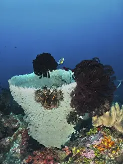Spiky Prints: Spiny tube sponge (Callyspongia (Cladochalina) aerizusa) with black feather stars