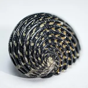 Odesa Oblast Prints: Spiral Neritodryas cornea shell close-up