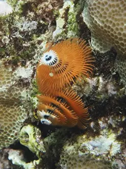 Orange Coloured Prints: Spiral orange Indo-Pacific Christmas tree worm (Spirobranchus corniculatus) on corals