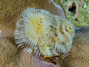 Cream Colored Prints: Spiral-shaped white Indo-Pacific Christmas tree worm (Spirobranchus corniculatus) on corals