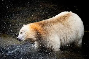 Unique Species Prints: Spirit Bear Shakes Off Water in Natural Habitat