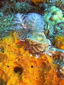 Serpulidae Prints: Spirobranchus giganteus, commonly known as Christmas tree worms