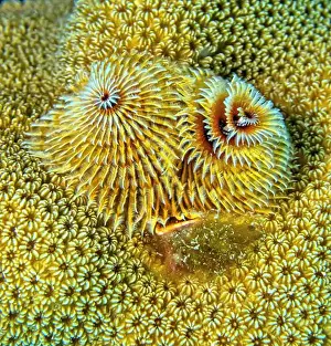 Sponges Prints: Spirobranchus giganteus, commonly known as Christmas tree worms