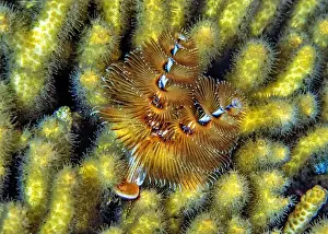 Sponges Prints: Spirobranchus giganteus, commonly known as Christmas tree worms