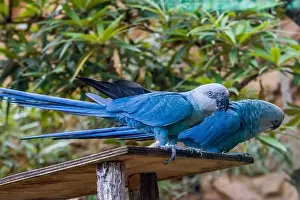 Extinction Prints: The Spix's macaw is a macaw native to Brazil