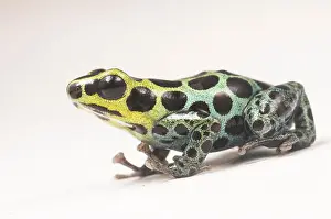 On White Prints: A splash back poison frog (Ranitomeya variabilis) is one of the tiny thumbnail poison frogs