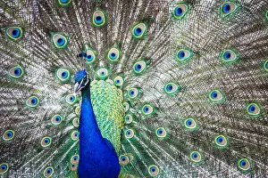 Pictographic Prints: Splendid peacock with feathers out (Pavo cristatus) (shallow DOF color toned image)